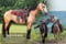 Annuncio cavallo