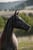 Horse ad