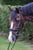 Annuncio cavallo