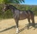 Horse ad