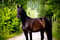 Horse ad