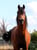 Annonce cheval