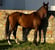 Anuncio de caballos