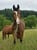 Horse ad