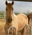 Horse ad