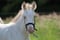 Horse ad