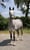 Horse ad