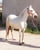 Horse ad