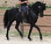 Annuncio cavallo