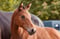 Annuncio cavallo