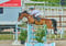 Annonce cheval