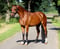 Horse ad