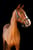 Horse ad