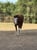 Annuncio cavallo