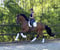 Annuncio cavallo