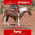 Annonce cheval