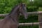 Annonce cheval