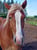 Horse ad