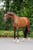 Annuncio cavallo