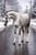 Horse ad