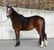 Horse ad