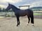 Horse ad