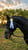 Horse ad
