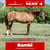Anuncio de caballos