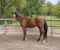 Horse ad