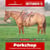 Paardadvertentie