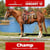 Horse ad