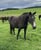 Horse ad