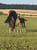 Horse ad