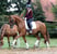 Annuncio cavallo