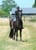 Annuncio cavallo