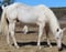 Annonce cheval