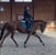 Annuncio cavallo