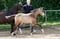 Annuncio cavallo