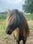 Annonce cheval