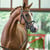 Annuncio cavallo