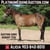 Horse ad