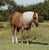 Horse ad