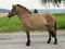 Annuncio cavallo