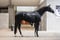Horse ad