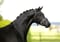 Horse ad