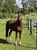 Horse ad