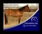Annuncio cavallo