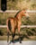 Horse ad