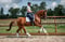 Horse ad