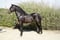 Horse ad